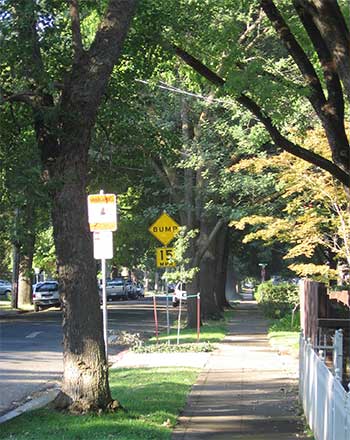 Urban forest